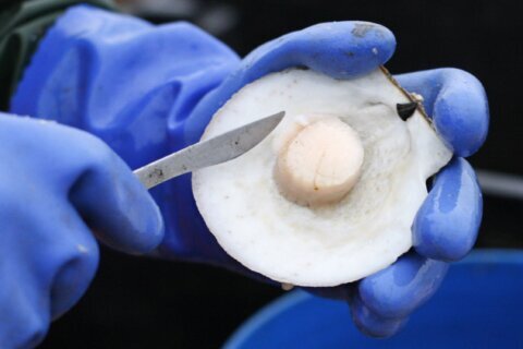America’s scallop harvest projected to decline again in 2022