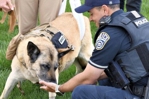 In his final days, Arlington County Police hold a procession for a local dog that served in Afghanistan