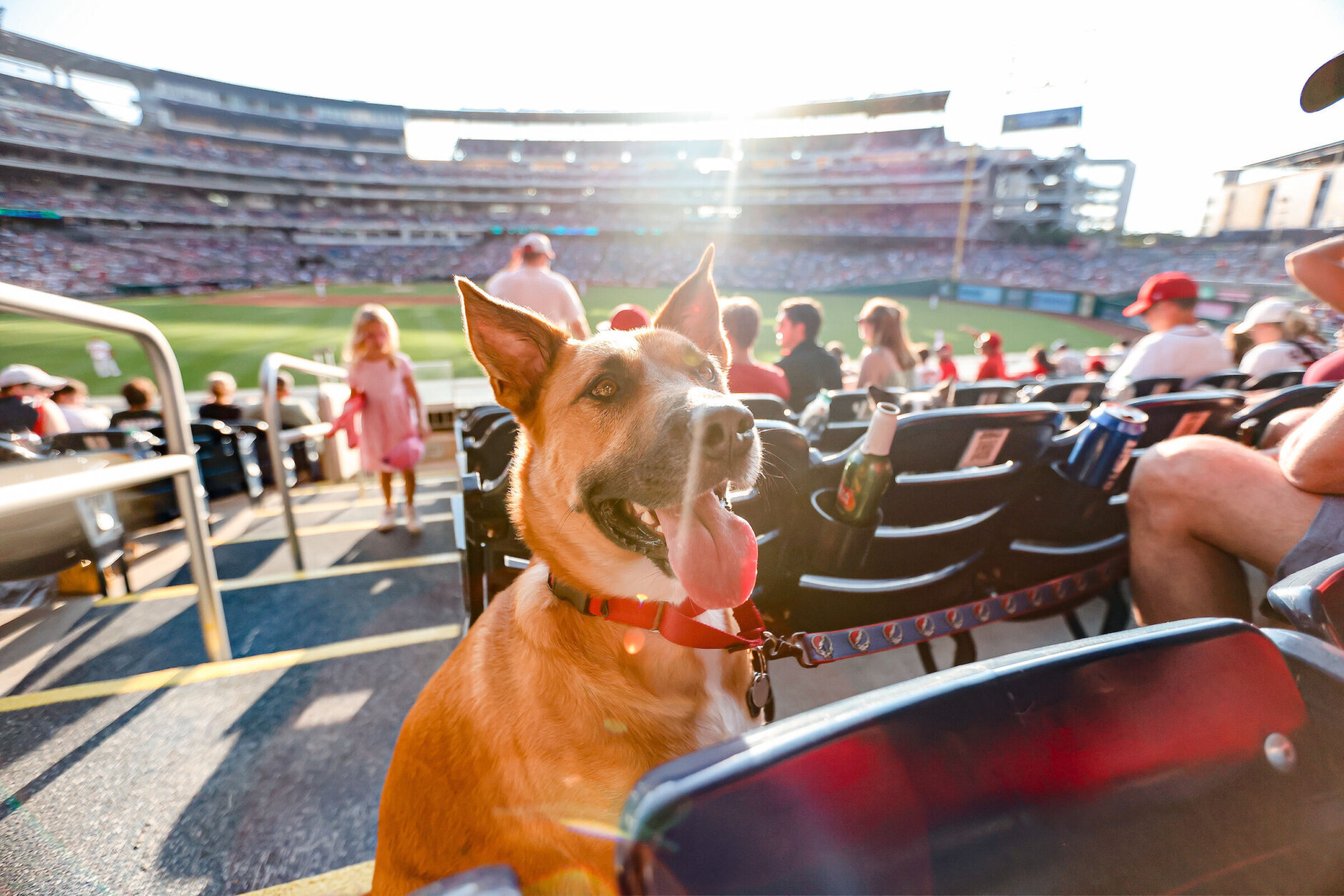 Washington Nationals on X: PUPS IN THE PARK IS BACK. 🐶 //    / X