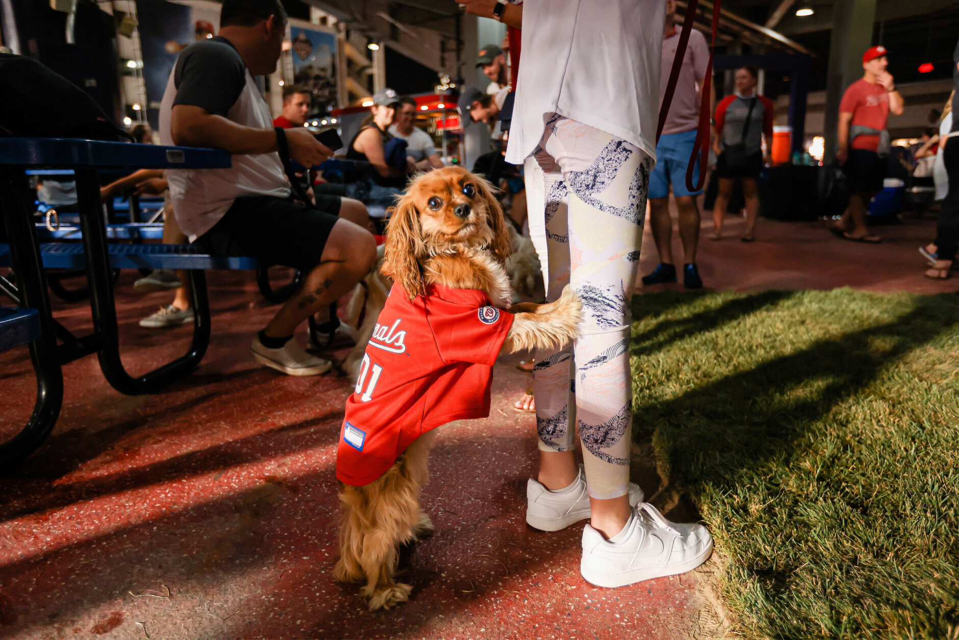 Hot dog! Nationals bring back Pups in the Park WTOP News