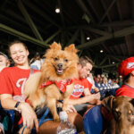 Washington Nationals host another precious Pups in the Park night