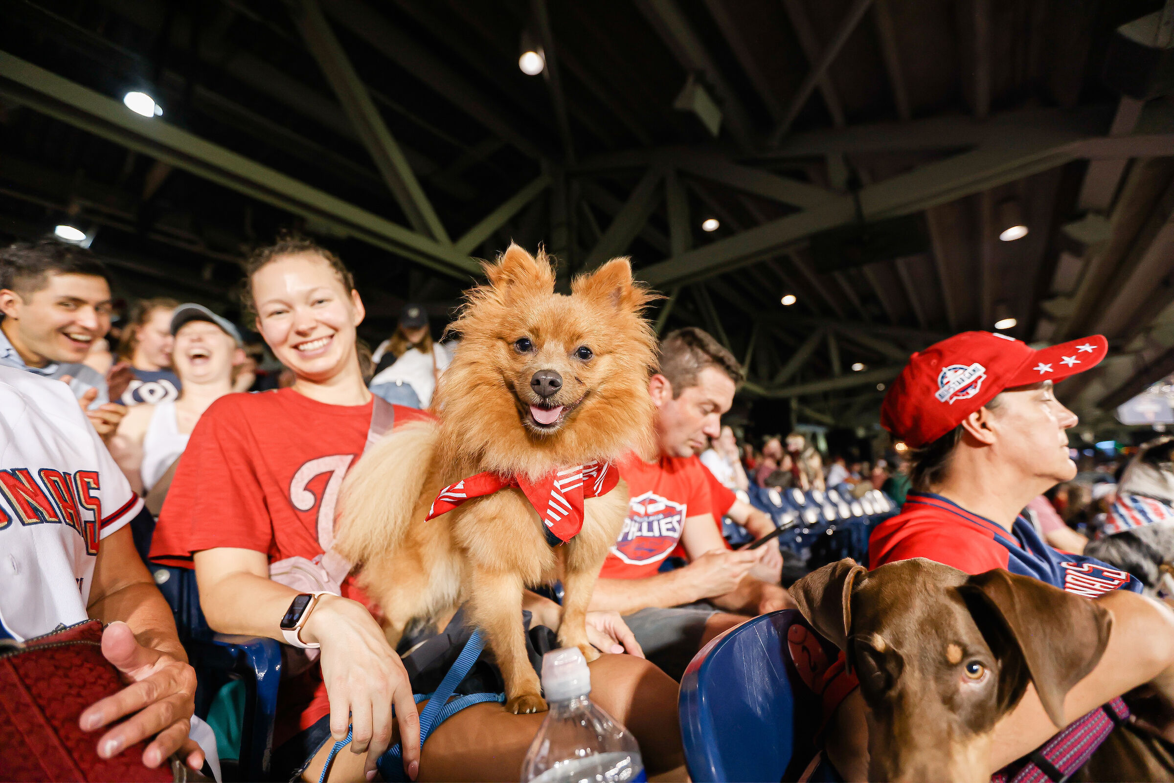 Pups in the Park': Want to bring your dog to the Nationals game? Here's how