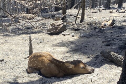 Firefighters rescue ‘Cinder’ the elk calf from fire’s ashes