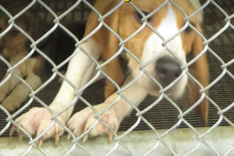 Feds sue operator of dog breeding facility, seize beagles
