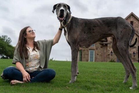 American Great Dane, Zeus, confirmed as world’s tallest living dog