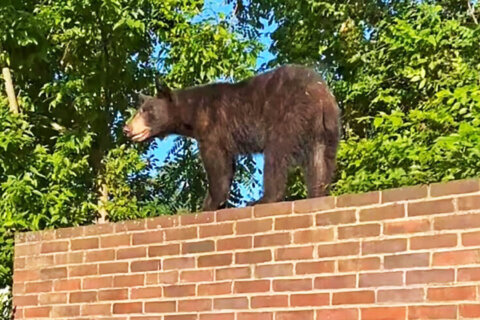 Black bear spotted in Arlington neighborhood