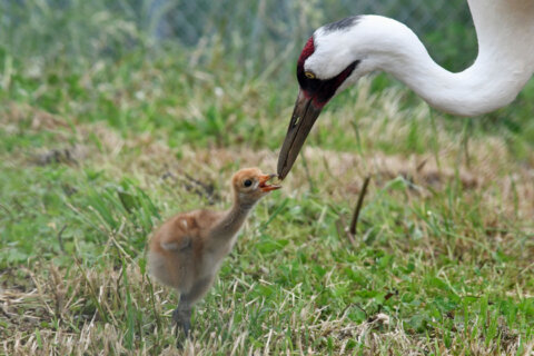 Whooping crane hatches at Smithsonian institute in Va.
