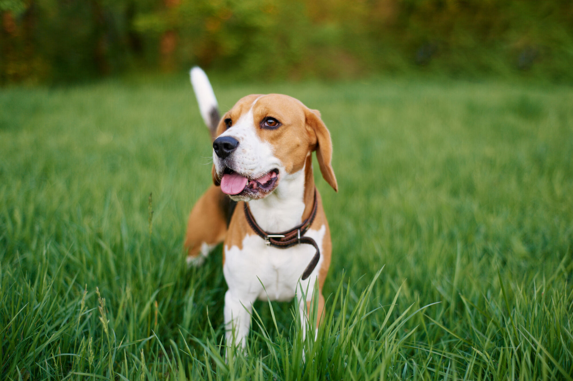 Alors que de plus en plus de chiens contractent la grippe canine, la société Montgomery exhorte les propriétaires de chiens à envisager de sauter les parcs à chiens