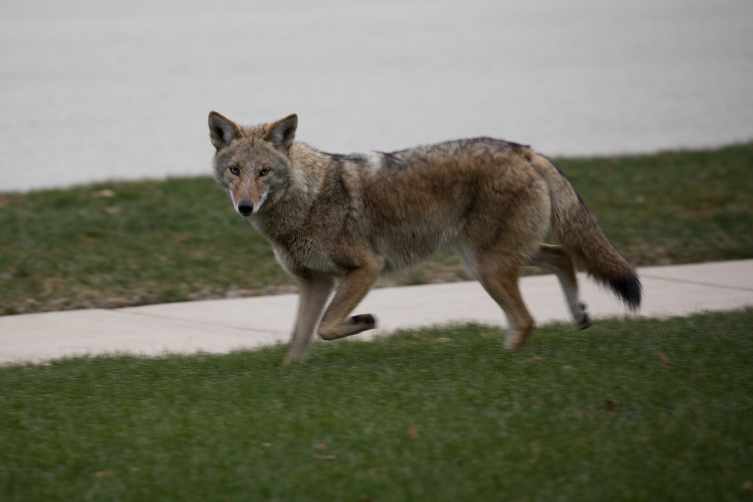coyote with rabies