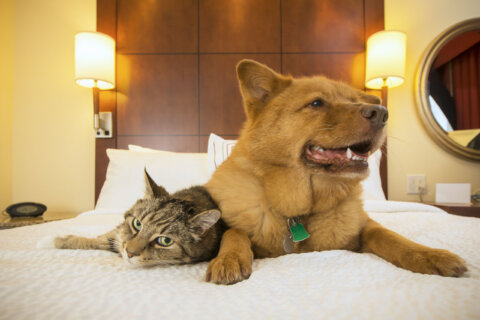 Majority of Hilton’s hotels are now pet friendly