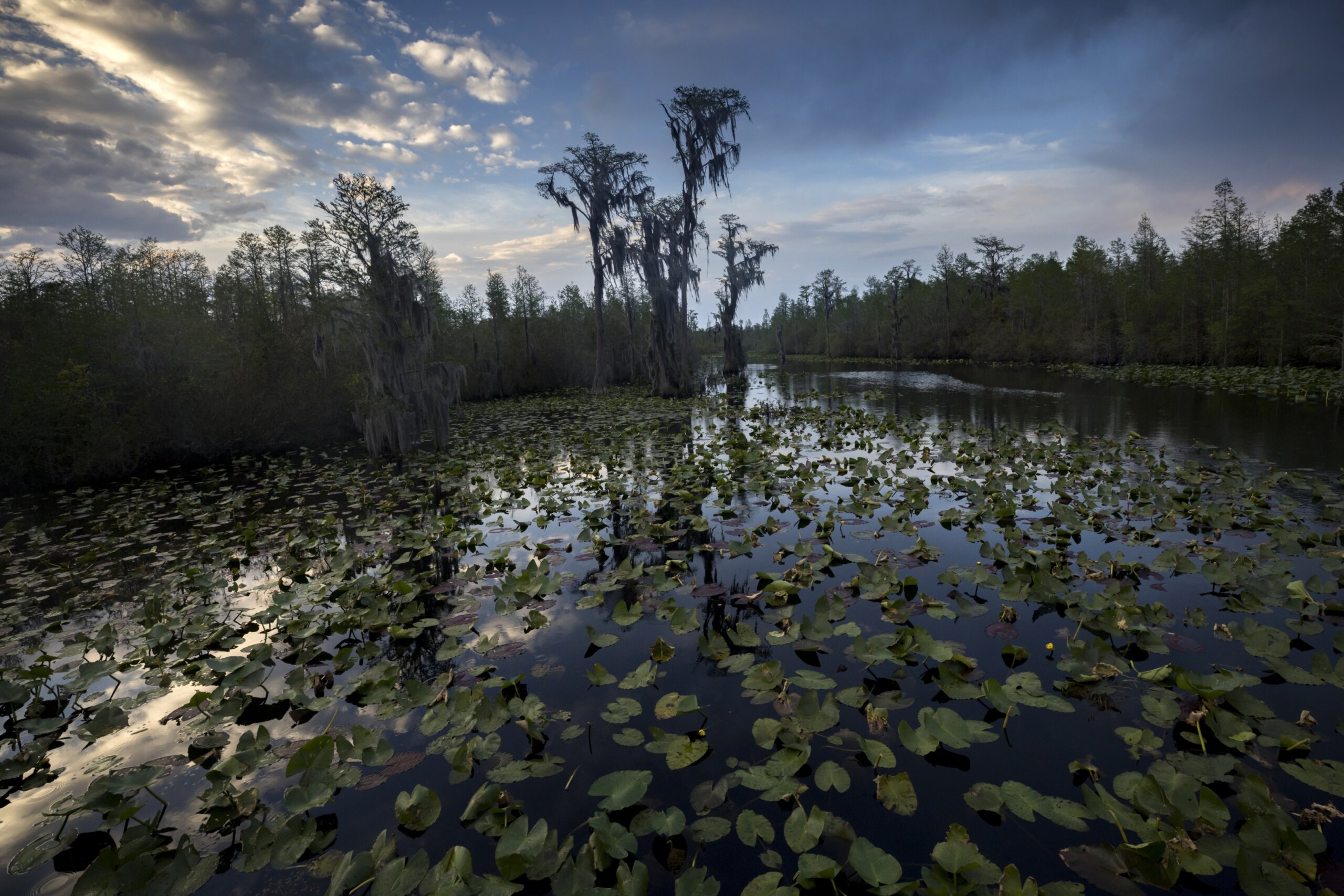 Agency Ruling Delivers Big Setback To Okefenokee Mining Plan WTOP News   Okefenokee Mining Plan 25431 Scaled 