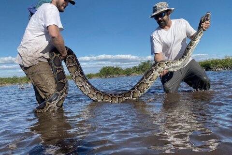 Florida team hauls in 18-foot, 215-pound Burmese python