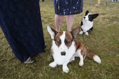 ‘Thank you for loving the corgis so much’ — corgi owners, breeders grieve Queen Elizabeth II