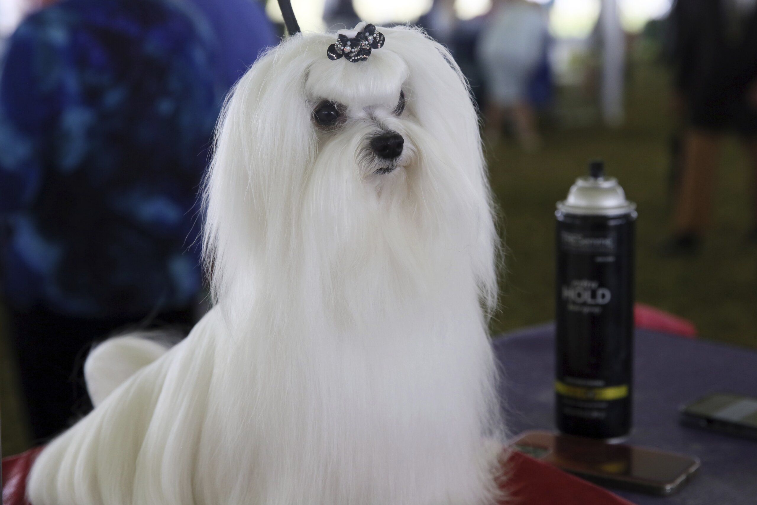 Westminster dog show gets 4 finalists, and one has NFL ties WTOP News