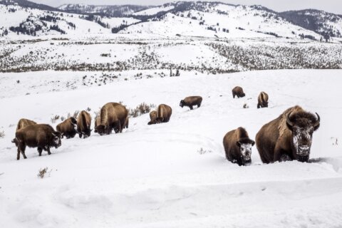 US wildlife agency to consider protecting Yellowstone bison