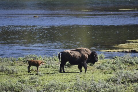 2nd visitor in 3 days gored by Yellowstone park bison