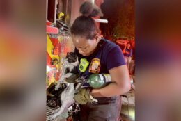 Several civilians were evaluated but did not require emergency transport. Firefighters rescued 2 cats and the Humane Society is assisting with those displaced animals. (Courtesy DC Fire and EMS)