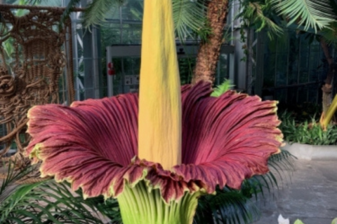 Rare, exotic — and stinky — Corpse Flower blooms at US botanic garden