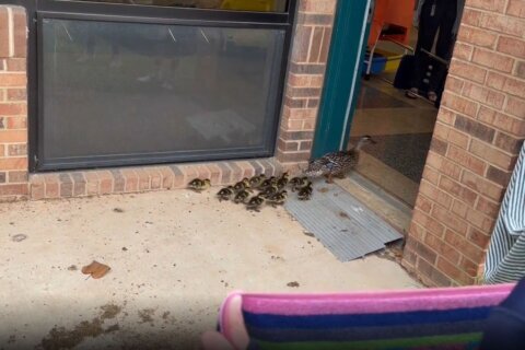 The day the ducklings waddled home from school