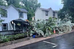 Trees down in front of homes