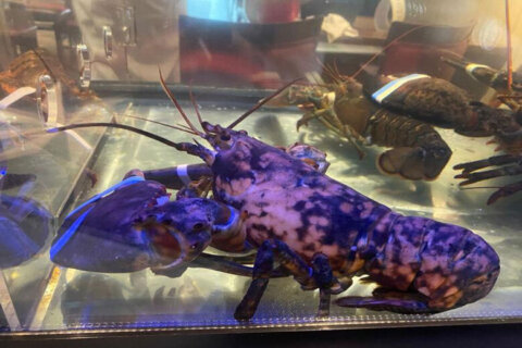 Freckles, the rare lobster saved from Manassas restaurant, dies at museum