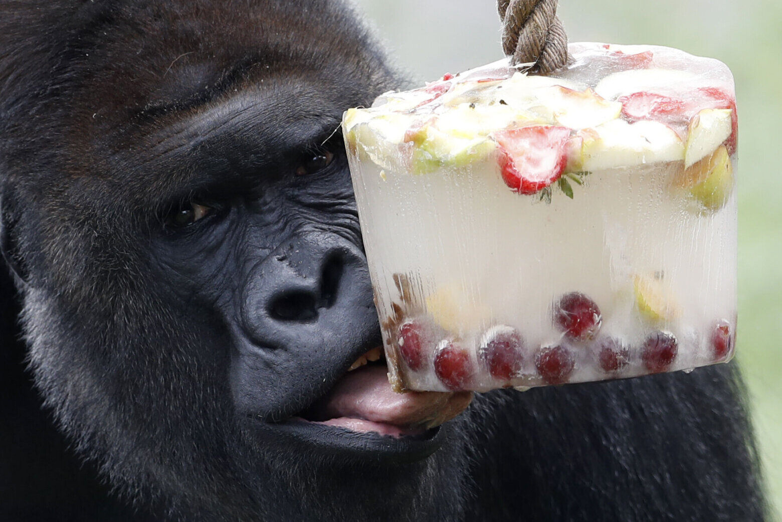 Zoo Animals Beat The Heat With Large Frozen Treats - CBS Chicago