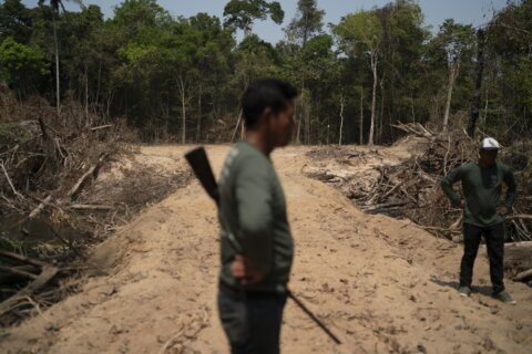 Report: Brazil authorities pay no mind to deforestation
