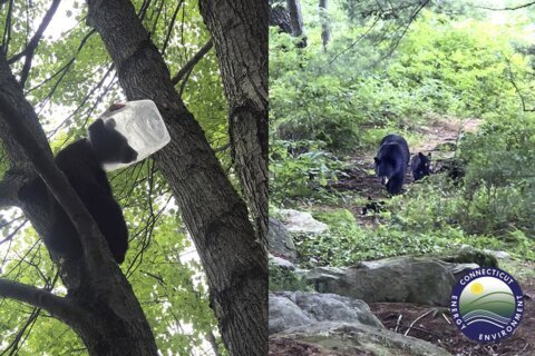 Bear cub rescued after getting head stuck in plastic jug