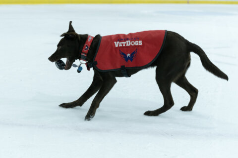 Biscuit, the Capitals’ ‘Official Pup,’ takes a break from training