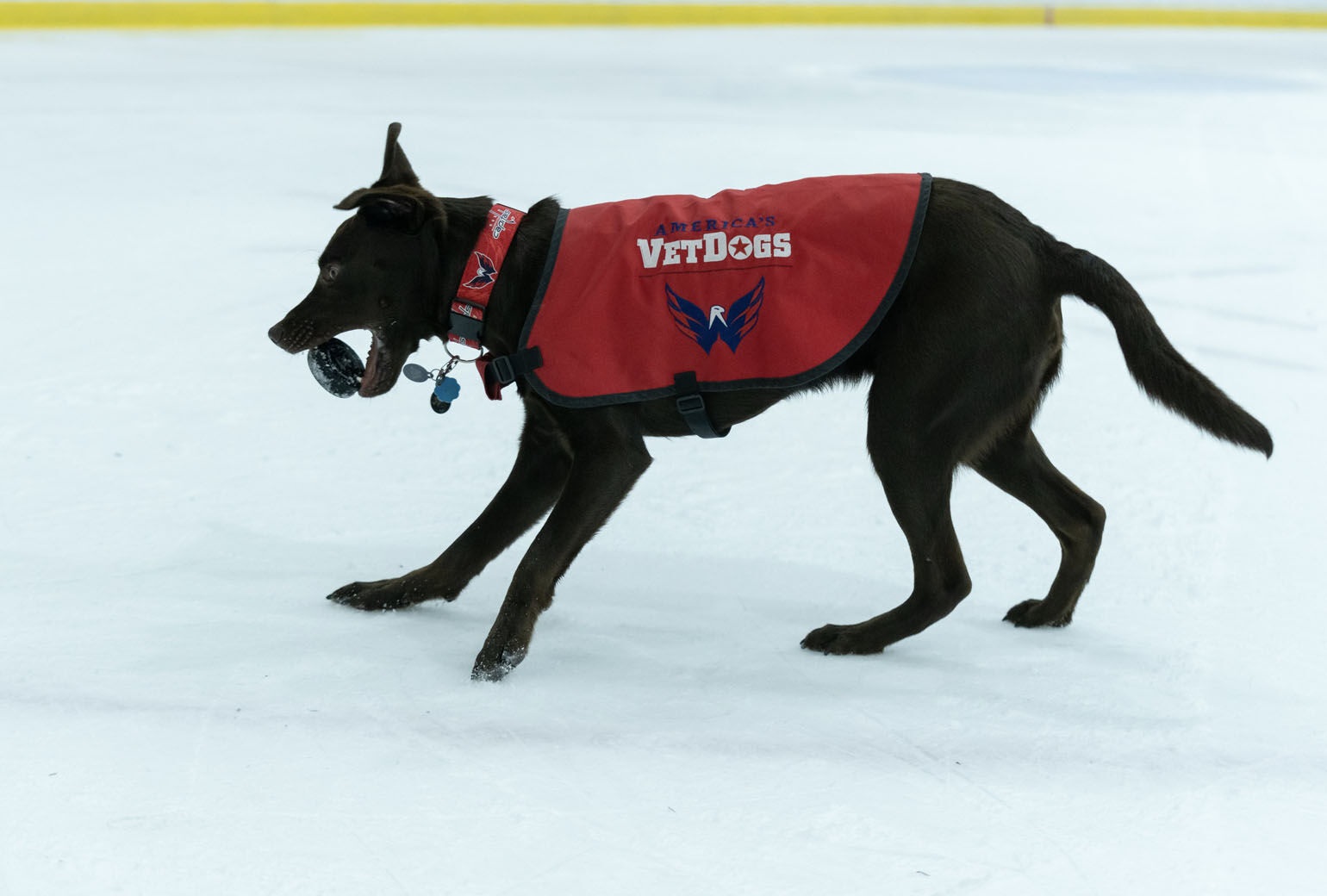 The Cutest Moments from Biscuit, the Caps' Service Puppy, in 2021
