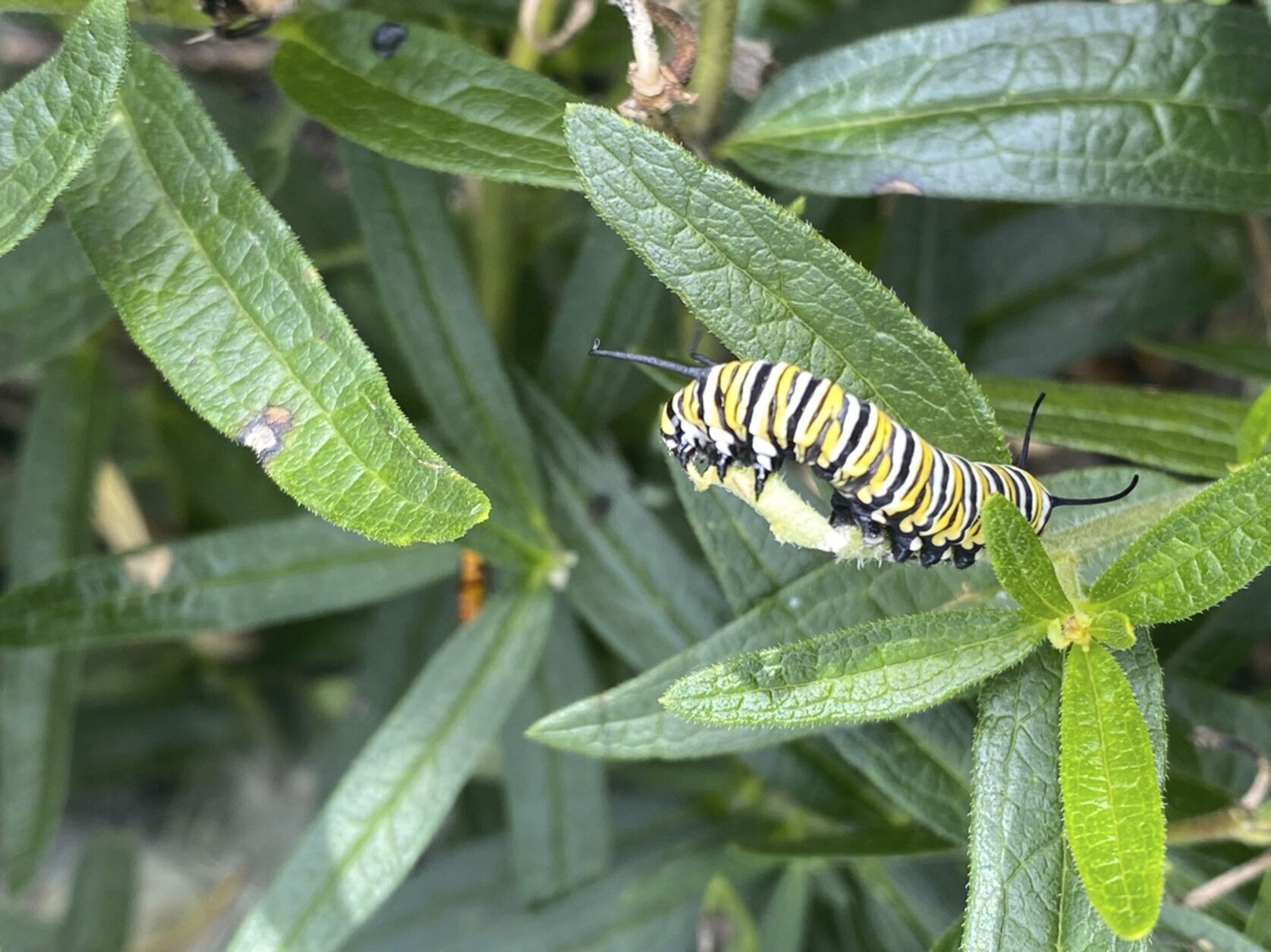 Monarch butterflies are now an endangered species. Here's how