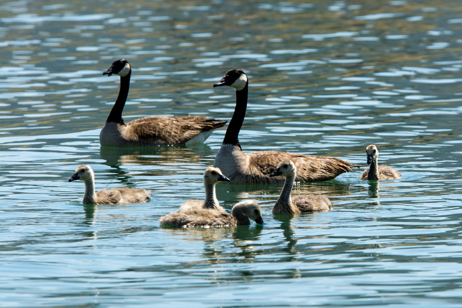 Canada goose clearance jacket killing geese