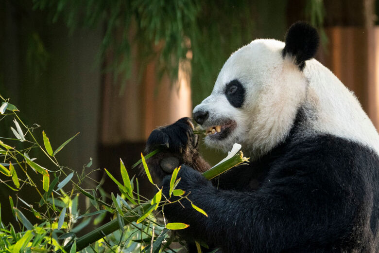 National Zoo celebrates giant panda Mei Xiang’s 24th birthday - WTOP News