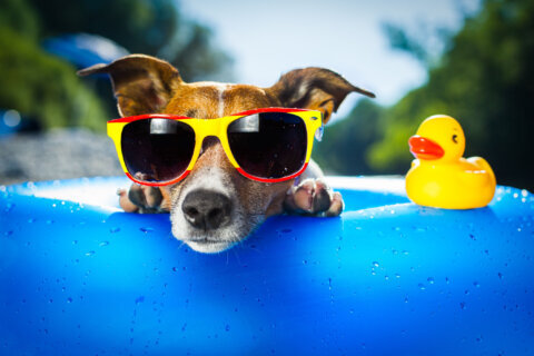 5 Summertime Tips For A Pet Safe Season