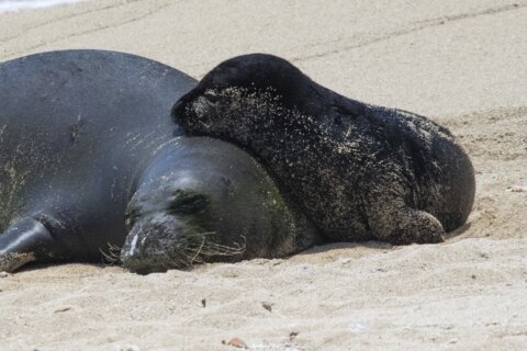Swimmer injured by Hawaiian monk seal with pup in Waikiki