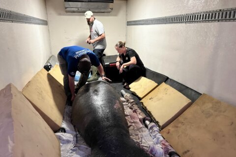 Rescued manatee flown from Texas to Florida on cargo plane