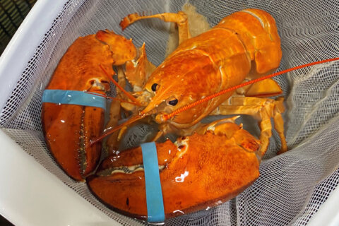 Super-rare orange lobster named Cheddar saved from becoming seafood