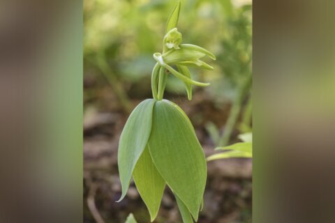 A rare orchid thought to be extinct in Vermont was rediscovered after 120 years