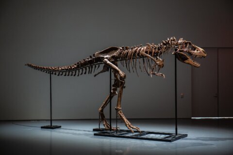 This giant Gorgosaurus fossil is being offered for public auction