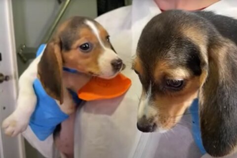 Last group of beagles removed from Virginia mass breeding facility