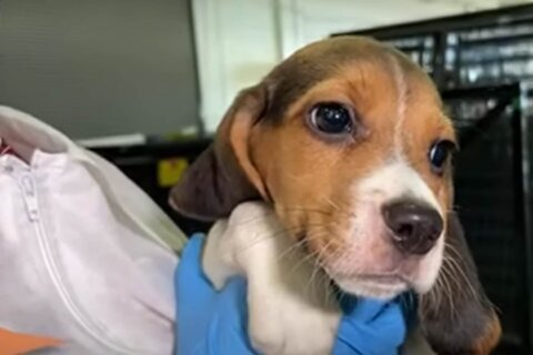 Rescued beagles arrive at Humane Society rehab center in Maryland