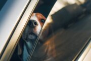 Driver Distraction Awareness Month: Some dogs may be a hidden driving distraction
