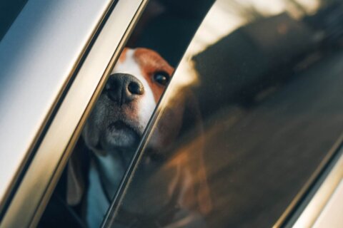 How drivers can prevent dogs from becoming a distraction