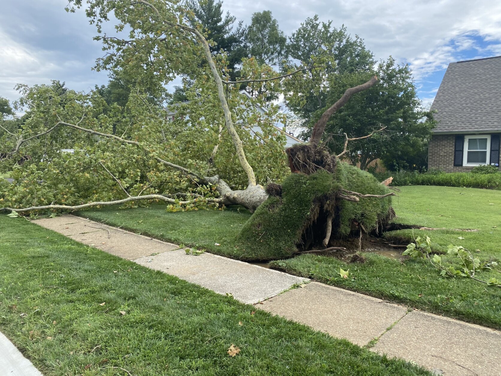 Severe weather Tuesday uprooted trees in Bowie, Maryland.