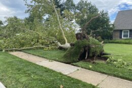 Severe weather Tuesday uprooted trees in Bowie, Maryland.