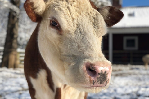 Rose, a Hereford at Smithsonian Kids’ Farm, dies at 19