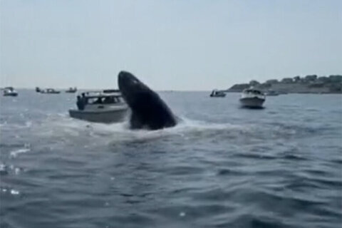 Whale whomping: Jumping humpback lands on boat; no one hurt