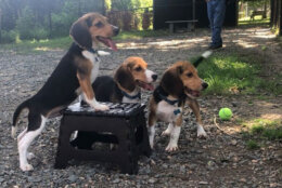 Sixteen beagles rom the former breeding facility are now at the Fairfax County shelter.(WTOP/Kristi King)