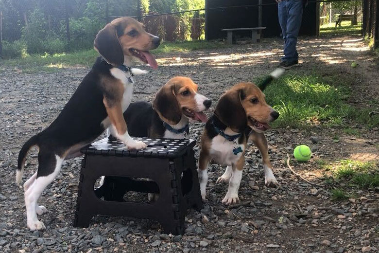 Rescued beagles now up for adoption in Fairfax Co. - WTOP News
