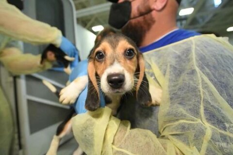 Prince Harry and Meghan adopt beagle rescued from breeding facility